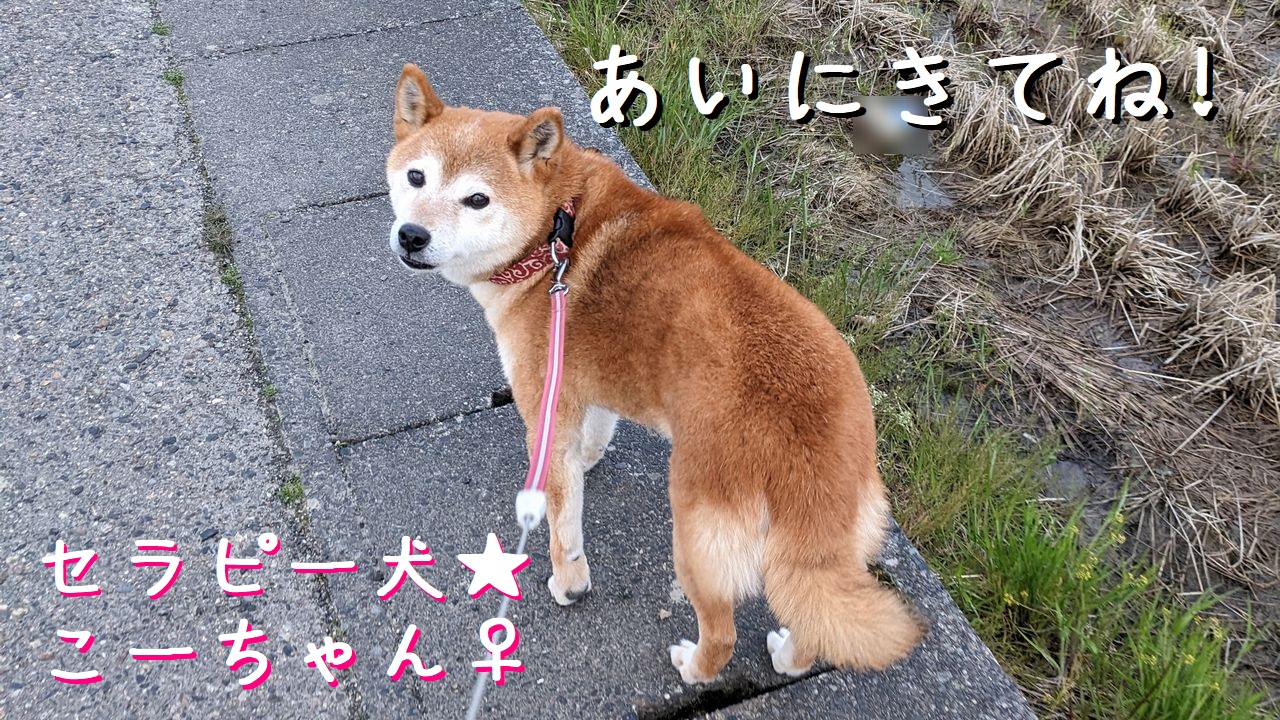 五泉市 フリースクール NOBINOBI 五泉校 不登校 小学生 中学生 高校生 児童 生徒 居場所 学ぶ場 セラピードッグ 癒し担当 スタッフ 保護犬 柴犬 こーちゃん こなつ 画像